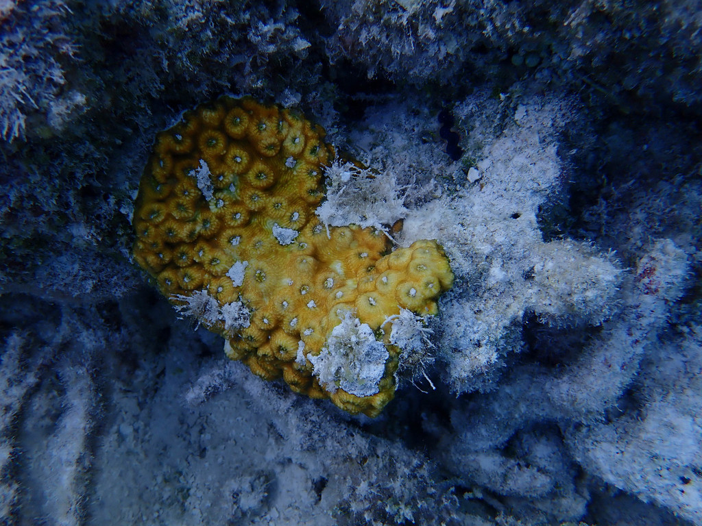 Paramontastraea