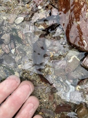 Lepadogaster purpurea