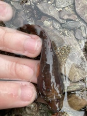 Lepadogaster purpurea