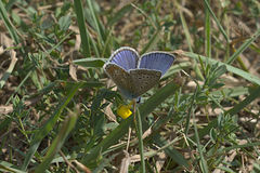 Polyommatus icarus