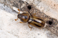 Trypodendron