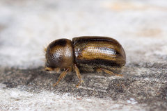 Trypodendron