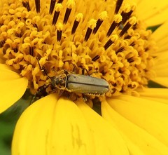 Chauliognathus hieroglyphicus