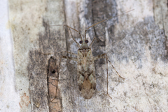 Phytocoris longipennis