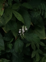 Tournefortia hartwegiana