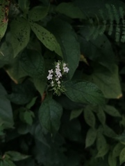 Tournefortia hartwegiana