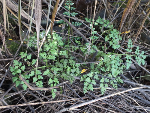 Fine-leaved Water-dropwort