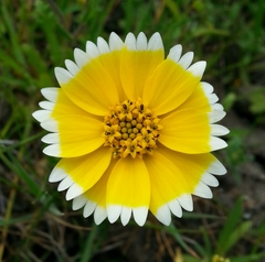 Layia chrysanthemoides