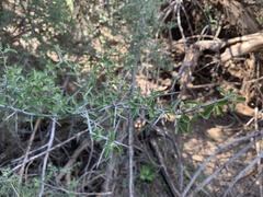 Sarcomphalus obtusifolius canescens