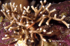 Heteropora alaskensis