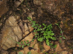 Lobelia pubescens