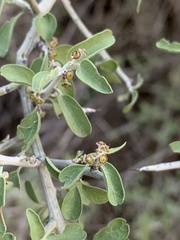 Sarcomphalus obtusifolius canescens