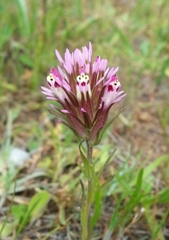 Castilleja densiflora