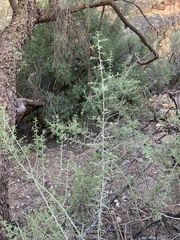 Sarcomphalus obtusifolius canescens