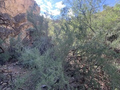 Sarcomphalus obtusifolius canescens