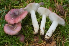 Russula atrorubens