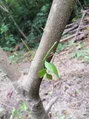 Xylosma flexuosa