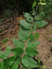 Xylosma flexuosa