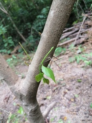 Xylosma flexuosa