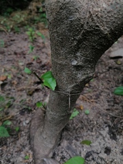 Xylosma flexuosa