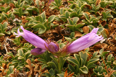 Penstemon davidsonii davidsonii