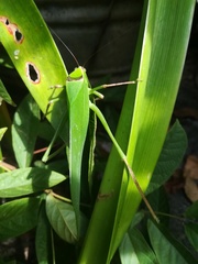 Stilpnochlora thoracica