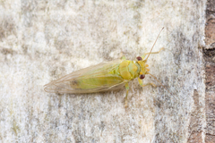 Psyllidae
