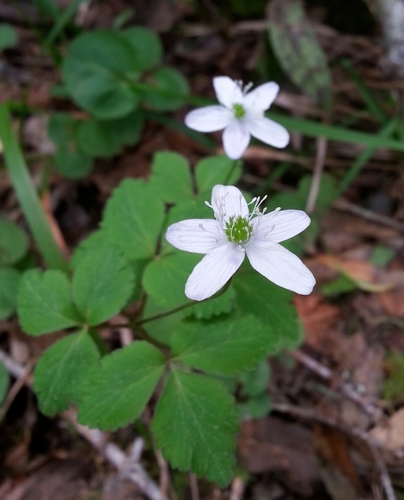 Gray's anemone (Anemone grayi)