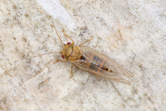 Psyllidae