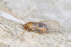 Psyllidae