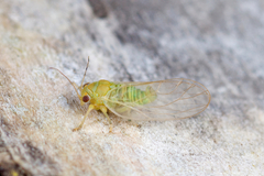 Psyllidae