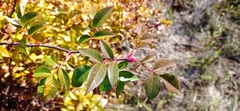 Rosa glauca