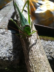 Stilpnochlora thoracica