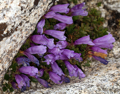 Penstemon davidsonii davidsonii