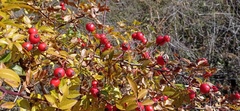 Rosa glauca