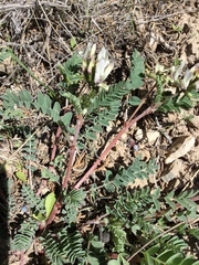 Astragalus cibarius