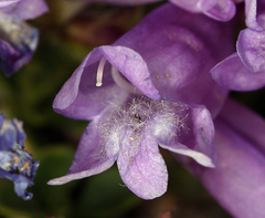 Penstemon davidsonii davidsonii