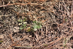 Potentilla inclinata