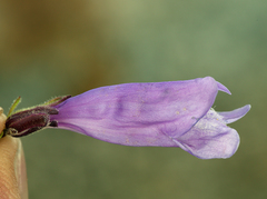 Penstemon davidsonii davidsonii
