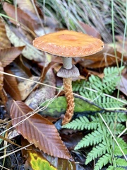 Leratiomyces squamosus
