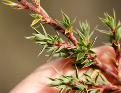 Cliffortia tridentata