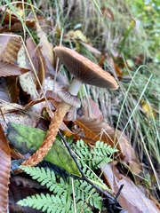 Leratiomyces squamosus