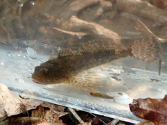 Cottus perifretum
