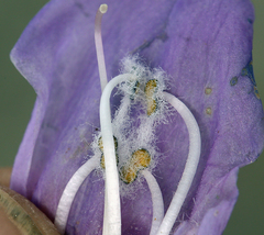 Penstemon davidsonii davidsonii