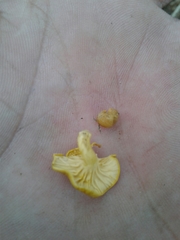 Cantharellus romagnesianus