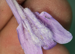 Penstemon davidsonii davidsonii