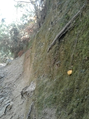 Cantharellus romagnesianus