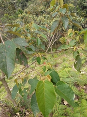 Croton magdalenensis