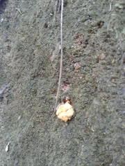 Cantharellus romagnesianus