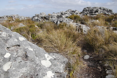 Pseudopentameris macrantha